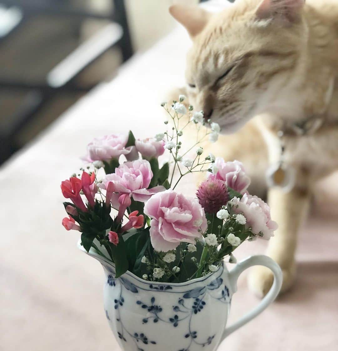 松丘雪那さんのインスタグラム写真 - (松丘雪那Instagram)「. 昨日家にまたお花が届いたの💓 今回はすごい可愛くてテンション爆上がり、、笑 本当に大好きだから本当に嬉しくて。 お花ってほんとに元気くれるよね！ すごいパワーだと私は思うんだ✨ . @medelu_official さんほんと素敵なの。 初回無料クーポンコードいただけて、、 「XS34」 （先着10名様まで！） . 無料？！だよ？！笑 ぜひみんなにもこの幸せ味わって欲しいです。 . . . . . #model #influencer #instagramjapan #flower #flowerwithcat #花のある暮らし #花 #フラワー #幸せ #猫 #動物大好き #medelu #ハッピー #茶トラ #茶トラ女子部 #猫バカ部 #お花大好き #パワー #初回無料 #クーポンコード #ピンク」8月23日 13時37分 - yukina.23na