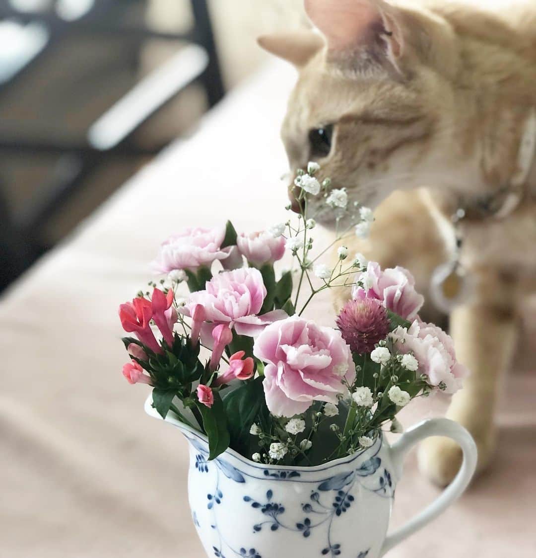 松丘雪那さんのインスタグラム写真 - (松丘雪那Instagram)「. 昨日家にまたお花が届いたの💓 今回はすごい可愛くてテンション爆上がり、、笑 本当に大好きだから本当に嬉しくて。 お花ってほんとに元気くれるよね！ すごいパワーだと私は思うんだ✨ . @medelu_official さんほんと素敵なの。 初回無料クーポンコードいただけて、、 「XS34」 （先着10名様まで！） . 無料？！だよ？！笑 ぜひみんなにもこの幸せ味わって欲しいです。 . . . . . #model #influencer #instagramjapan #flower #flowerwithcat #花のある暮らし #花 #フラワー #幸せ #猫 #動物大好き #medelu #ハッピー #茶トラ #茶トラ女子部 #猫バカ部 #お花大好き #パワー #初回無料 #クーポンコード #ピンク」8月23日 13時37分 - yukina.23na