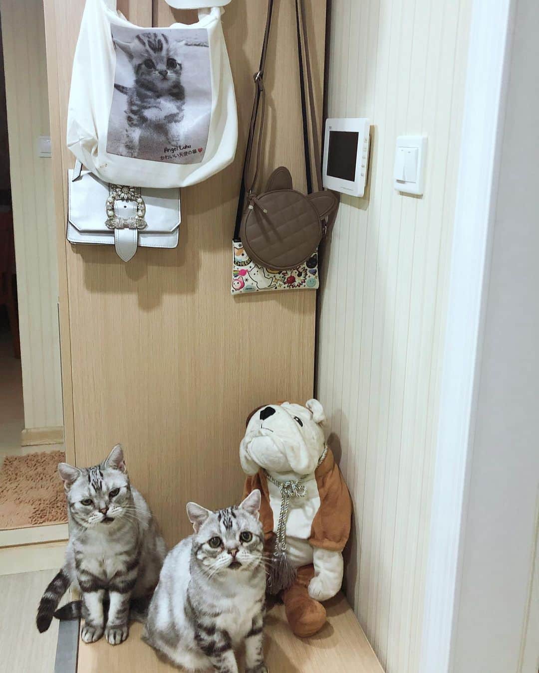 ルフさんのインスタグラム写真 - (ルフInstagram)「The first sight after I opened the door when I came home late ❤️ - - #cats #cute #catsoflove #catslover #angels #adorable #lovely #sadcat #madcat」8月23日 14時16分 - lanlan731