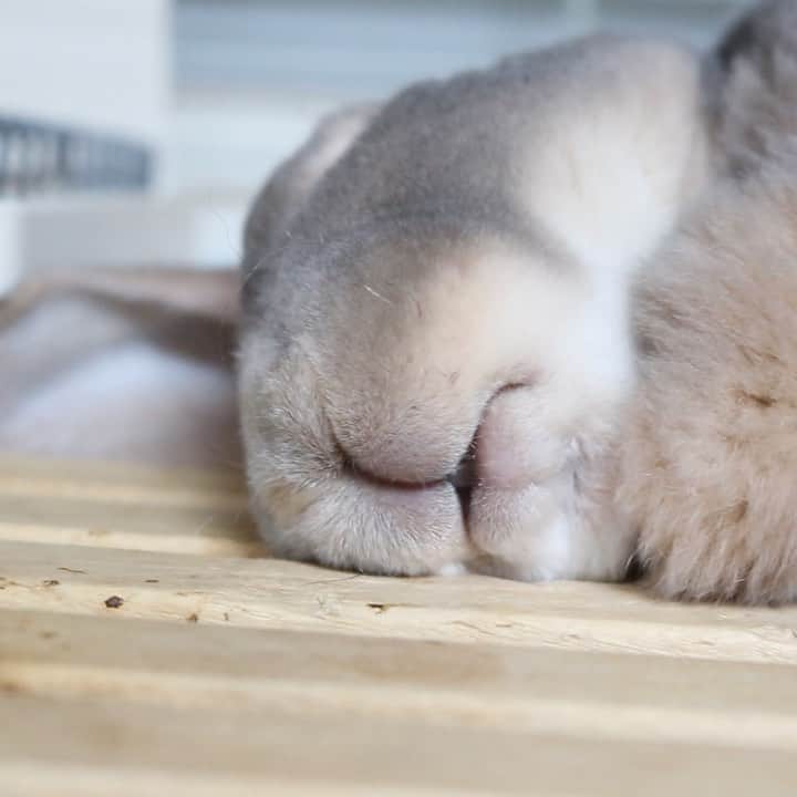 Kayoのインスタグラム：「💤むにむに爆睡♡」