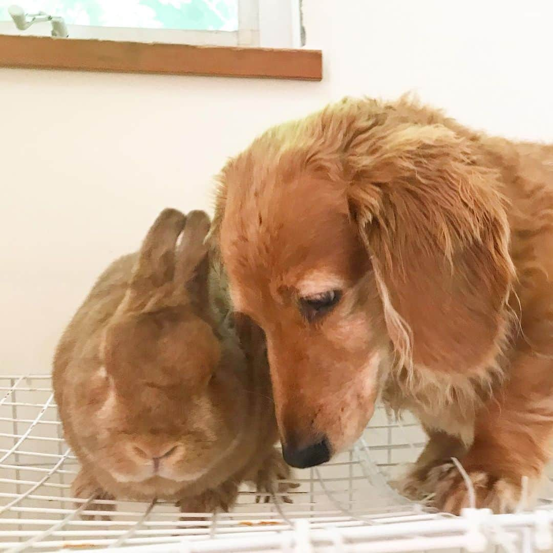 Chieko Shibutaさんのインスタグラム写真 - (Chieko ShibutaInstagram)「たろー🐶&うじゃこ🐰地方🌧 退屈してます⤵︎ たろー！ ☔️ お留守番🏠  のんびりしましょう💚🐰✨ 💕✨🐶🍀🐰✨💕 #dachshund #dachshunds #dachshundlove #dog #dogs #doglove #instadog #instagram #instagood #pet #pets #petsagram #cute #cutepe #cutepet #cutedog #cuteanimals #likes #09076999576 happy #smile #rabbit #ラビット #ミニュチュア #ミニュチュアダックス  #ミニュチュアダックスフント #うさぎ部 #うさぎ #ダックス #ダックスフンドロングヘアー#ねざーらんどわーふ」8月23日 15時21分 - chieko.81