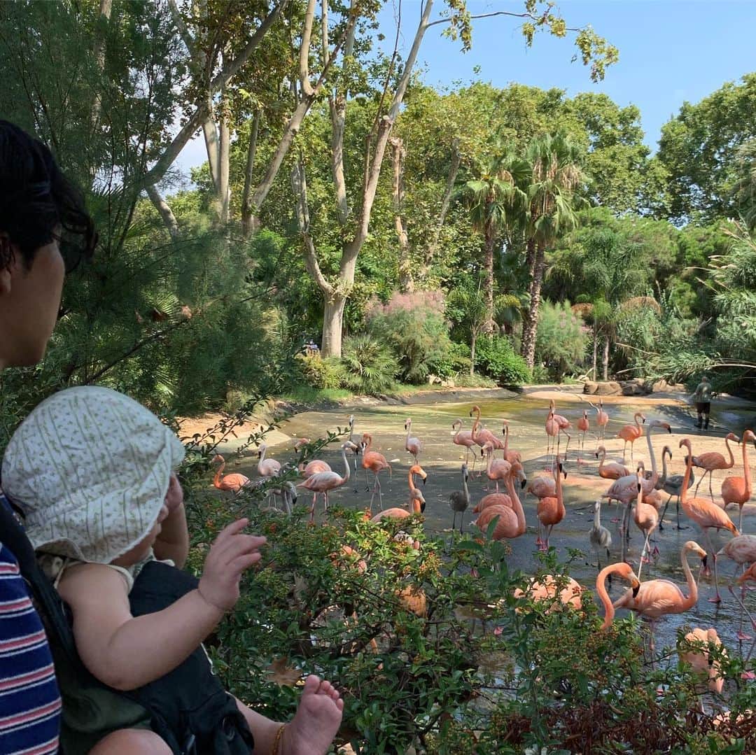大塚良子さんのインスタグラム写真 - (大塚良子Instagram)「My daughter's first zoo バルセロナの動物園は思っていたより広くて綺麗だった！動物愛護の関係でもうすぐクローズするそうなので行けて良かったです。  #barcelona #katalunya🇪🇸 #spain #holiday #summer ﻿#monserrate  #monjuic #familytrip #るり初めての夏」8月23日 15時32分 - ryokokonami