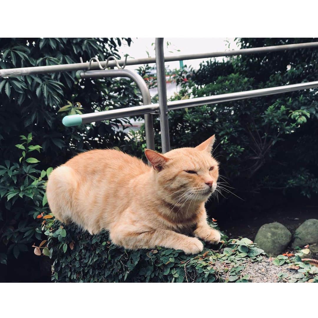 上山竜治さんのインスタグラム写真 - (上山竜治Instagram)「#猫 #マイペース」8月24日 1時12分 - kamiyama_ryuji_0910