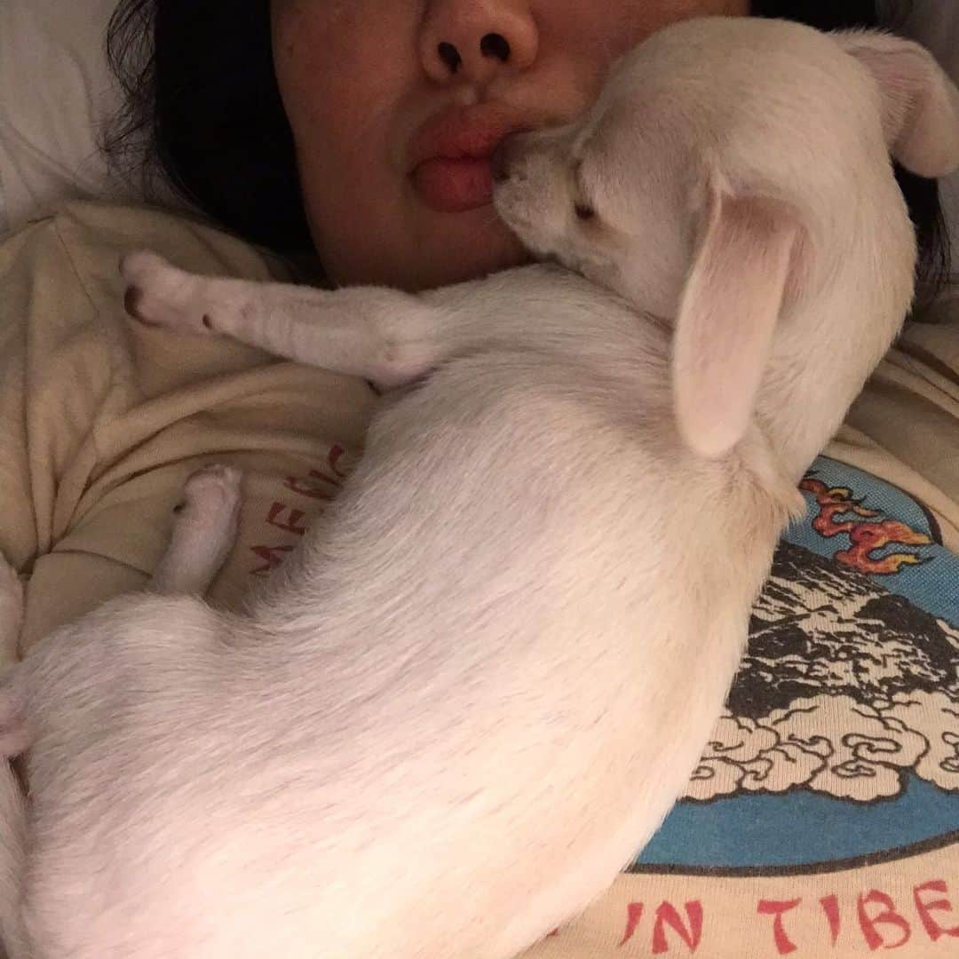 マーガレット・チョーさんのインスタグラム写真 - (マーガレット・チョーInstagram)「Lucia is the best #chihuahua #rescuedog #dogsofinstagram」8月24日 1時41分 - margaret_cho