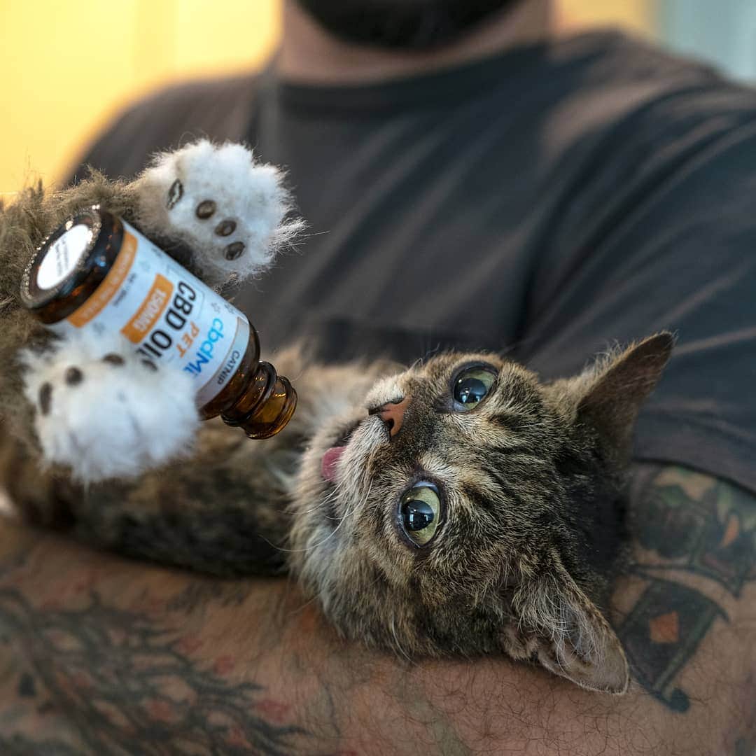 Lil BUBさんのインスタグラム写真 - (Lil BUBInstagram)「BUB's trying to get the very last drops of her cbdMD CBD oil from her bottle. Stock up on CBD products for your pets (or yourself) and get 20% off with code BUB at the link in BUB's bio (www.cbdmd.com/bub)」8月24日 2時20分 - iamlilbub