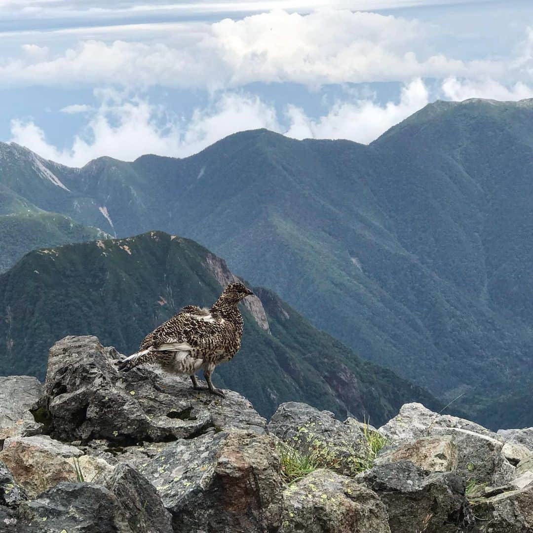 藤代冥砂さんのインスタグラム写真 - (藤代冥砂Instagram)「槍ヶ岳へ。 雷鳥の親子、ツキノワグマ、ニホンザルなど不思議な遭遇率。上高地から始めて1時間で靴底剥がれるも、なんとか修理してしのぐ。荒天をやり過ごし、登頂できたのは幸運だった。明日は下山。  #槍ヶ岳 #雷鳥 #ツキノワグマ」8月23日 18時00分 - meisafujishiro