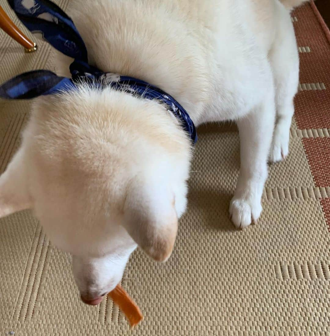 Jacknomamaさんのインスタグラム写真 - (JacknomamaInstagram)「今日のオヤツ🐶👍 . 大きそうに見えるけど、ホントは小さいんだよ💦ボクはガッカリ‼ ️  #国産乾燥ササミ #おやつ  #ダイエットは無理 #しばいぬ #しろしば #ツンツン犬 #柴犬 #白柴 #白柴ジャック #忠犬には程遠い #ペットじゃないよ #家族だよ #shiba #shibaken #shibainu #shiroshiba #insta_dog #insta_dogs」8月23日 18時45分 - siroshiba