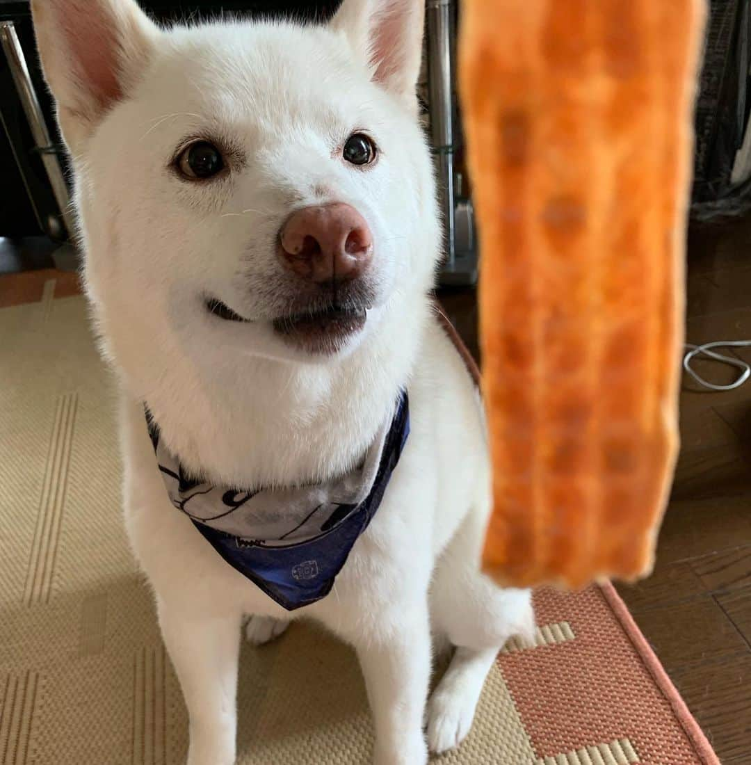 Jacknomamaのインスタグラム：「今日のオヤツ🐶👍 . 大きそうに見えるけど、ホントは小さいんだよ💦ボクはガッカリ‼ ️  #国産乾燥ササミ #おやつ  #ダイエットは無理 #しばいぬ #しろしば #ツンツン犬 #柴犬 #白柴 #白柴ジャック #忠犬には程遠い #ペットじゃないよ #家族だよ #shiba #shibaken #shibainu #shiroshiba #insta_dog #insta_dogs」