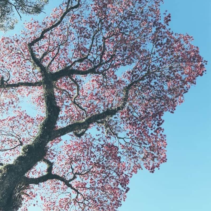 pomeloさんのインスタグラム写真 - (pomeloInstagram)「A group of photos from @tom.britoo  #pomelocamera #pomeloapp #pomelocam #sakura #tree #flower #pink #blue #sky #sakuratrees #sakuratrees🌸」8月23日 18時54分 - pomelocam