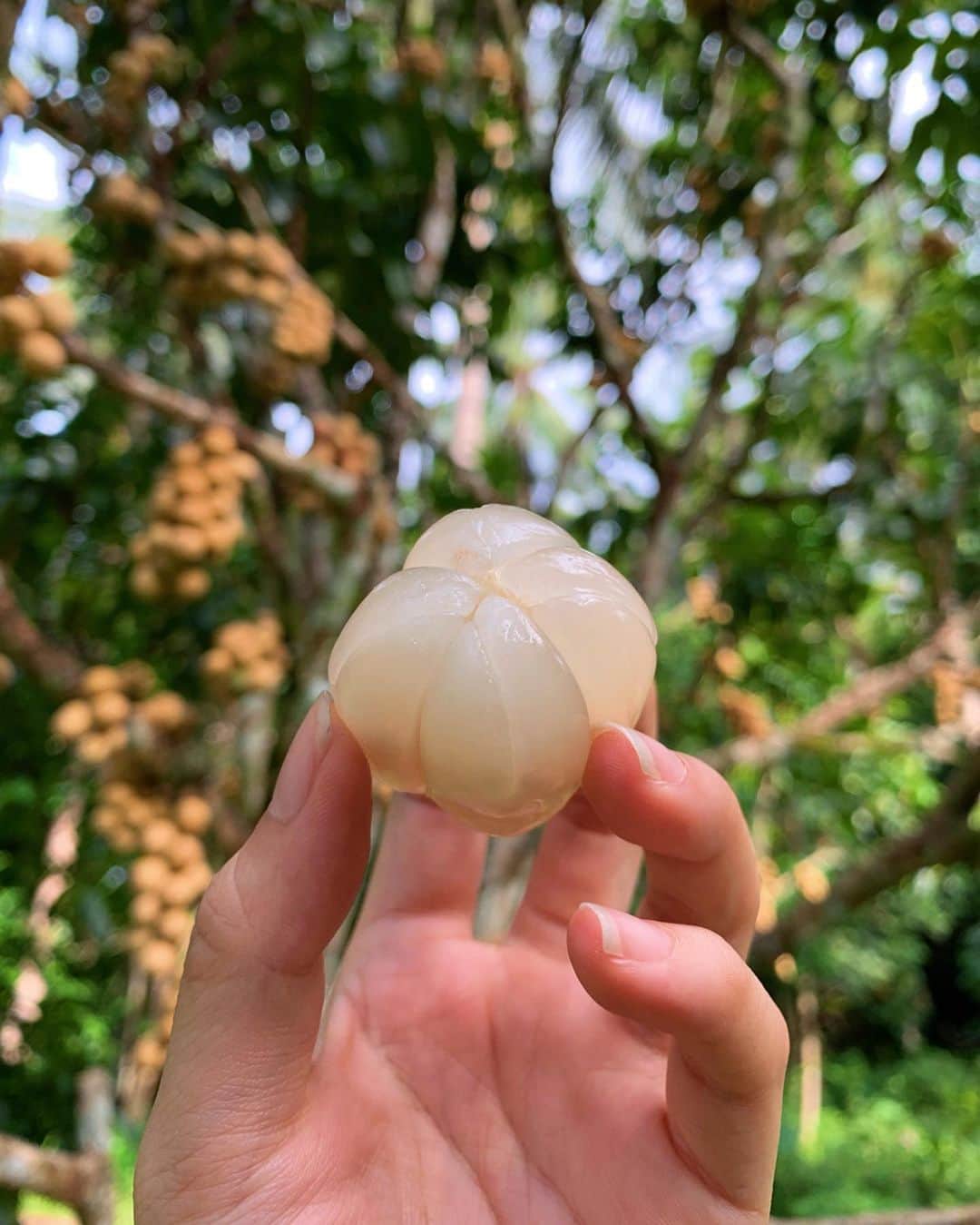 Amata Chittaseneeさんのインスタグラム写真 - (Amata ChittaseneeInstagram)「ลองกอง exotic fruit: Longkong in season right now #SouthSmile:) 🌳 Native fruit of the Southern of #Thailand 🐛 Peel off the pale brown skin and enjoy its sweet and refreshing taste :) July to September for the best time!! พลังงานหวานชื่นใจ เนื้อใสนุ่มๆลิ้น เหมาะทานตอนร้อนๆมากๆเลยฮะ So much to learn, so much to see, so much to unfold in Thailand, the land of Smile :) สำหรับชุดเก็บผลไม้ไทย วันนี้แพรใส่ jumpsuit แขนสั้น ผ้าปะลางิงลายช้างไทยของพ่อปิยะแม่เจี๊ยบ สีเงิน-ดำ 🎬」8月23日 18時47分 - pearypie