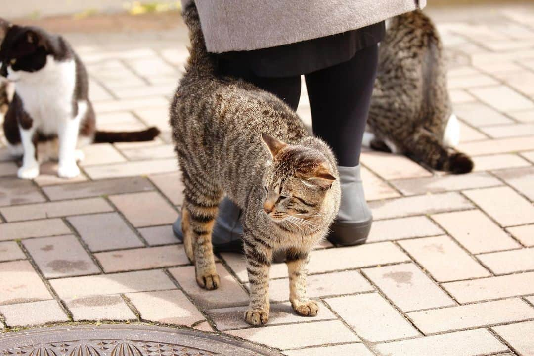 スターフライヤーさんのインスタグラム写真 - (スターフライヤーInstagram)「スターフライヤー観光情報STRARTRIPに「北九州市 藍島」公開中‼️﻿﻿﻿ 友達になれる猫に会いにいく、藍島🐱﻿﻿ ﻿﻿ #スターフライヤー﻿﻿﻿ #星悅航空﻿﻿﻿ #starflyer ﻿﻿ #ねこすたぐらむ﻿﻿﻿ #マナーは守って 遊びましょう﻿﻿ #猫﻿﻿ #cat﻿﻿ #これでも初対面﻿﻿ #また会いたい﻿﻿ #帰りたくない﻿﻿ #catstagram﻿﻿﻿ #にゃんすたぐらむ﻿﻿ #藍島﻿﻿﻿ #ig_fukuoka﻿﻿ #北九州観光  #catlover﻿﻿ #地域猫﻿﻿﻿ #自由猫﻿﻿﻿ #aviation﻿﻿ #観光スポット﻿﻿ #おすすめ観光地﻿﻿ #猫を大切に 🐈﻿」8月23日 19時00分 - starflyerjapan