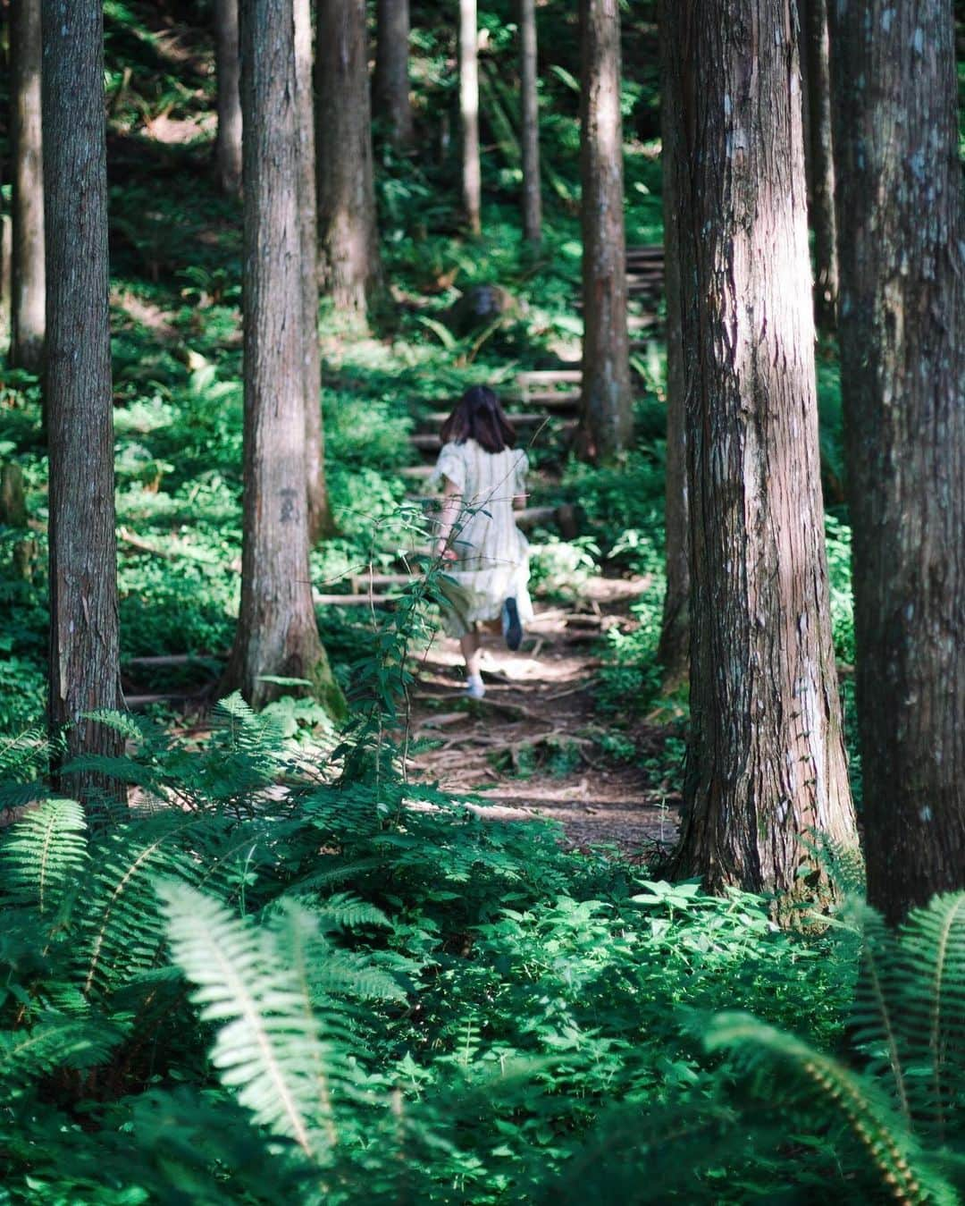 hiderin777さんのインスタグラム写真 - (hiderin777Instagram)「. . . . 迷える森🌲 . . . . #contax  #35mmf14  #distagon  #carlzeiss」8月23日 19時10分 - ringostar.desu