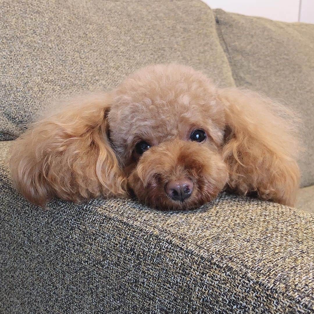 飛鳥りんのインスタグラム：「うちのミニーちゃん🎀  ねむたいみたい😴 基本寝てます😴😂 #愛犬 #トイプードル」