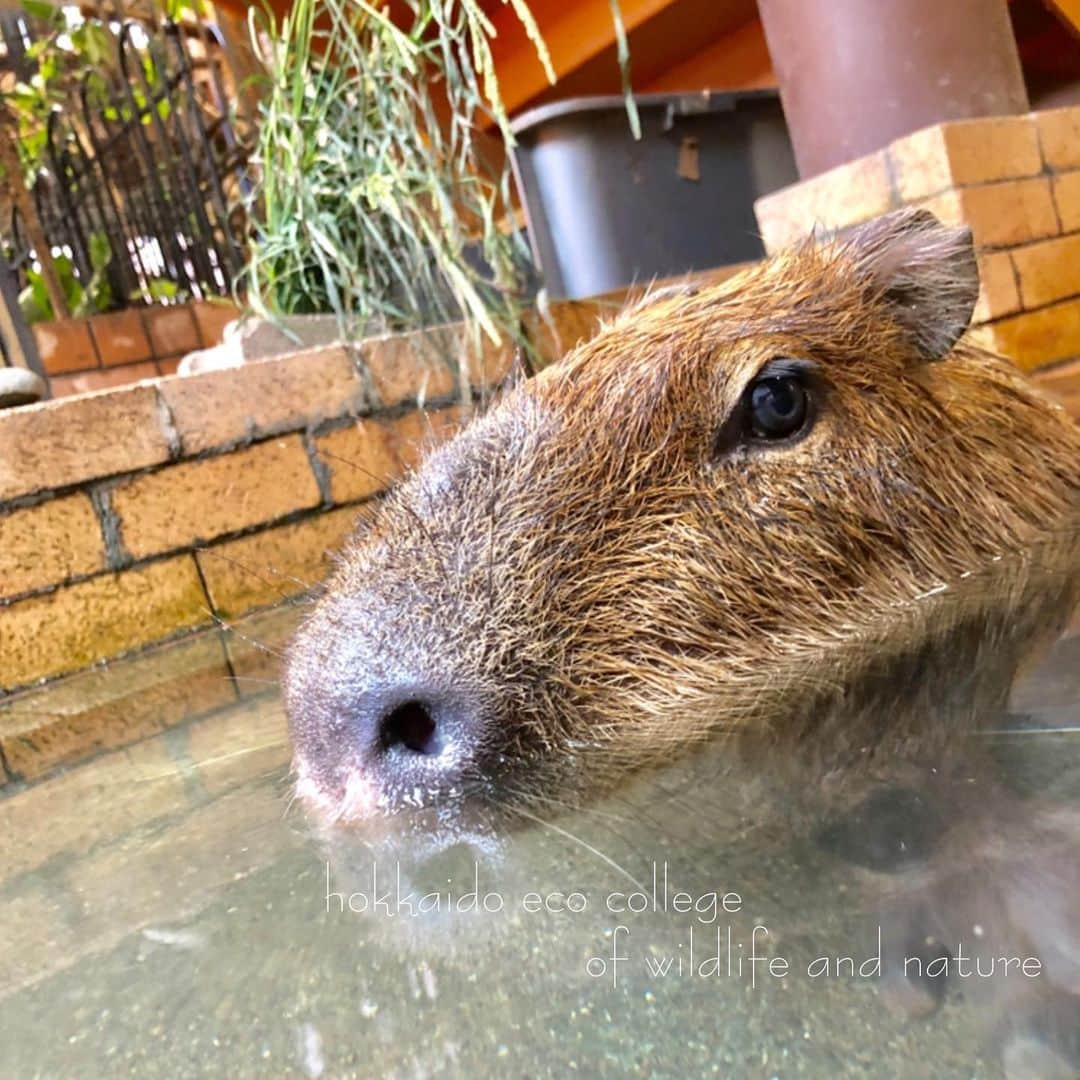 hokkaidoecoさんのインスタグラム写真 - (hokkaidoecoInstagram)「ちゃぽん♨️ #北海道エコ #動物 #専門学校 #カピバラ #マロン #飼育舎 #池 #ぷかぷか #気持ちいですかー」8月23日 19時55分 - hokkaidoeco