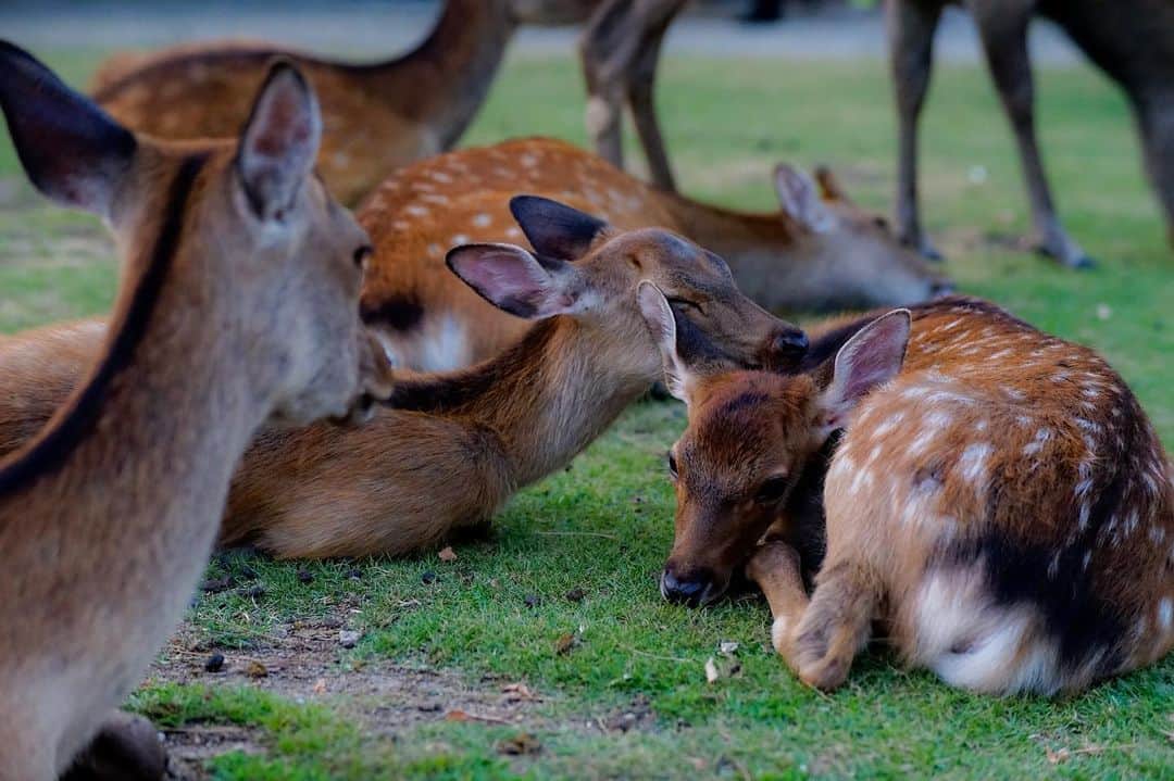 のインスタグラム：「. Deer collection . . 奈良公園 鹿の仲睦まじい姿を見て ほっこりする🦌 . . . Nara Park  The deer silent A deer on a day in summer gathers. Good friend🦌」