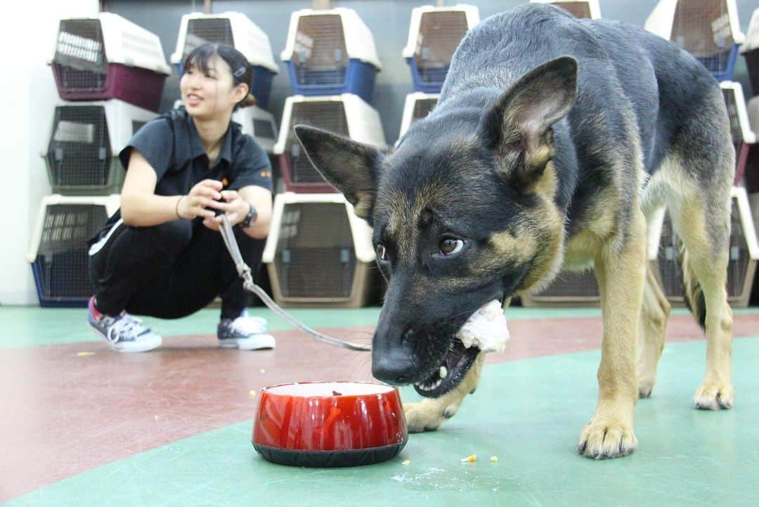 【公式】東京コミュニケーションアート専門学校ECOさんのインスタグラム写真 - (【公式】東京コミュニケーションアート専門学校ECOInstagram)「今日は学校犬の摩耶の誕生日🎂👏ドッグトレーナー専攻の学生さんの気持ちのこもった誕生会😁勢いよく食べる子やゆっくり食べる子✨本当に個性豊かなメンバーに恵まれたね♬摩耶おめでとう㊗️ #tcaeco #動物専門学校 #ペット専門学校 #ペット #ドッグトレーナー #いぬ #いぬすたぐらむ #おめでとう #誕生日」8月23日 20時07分 - tca_eco