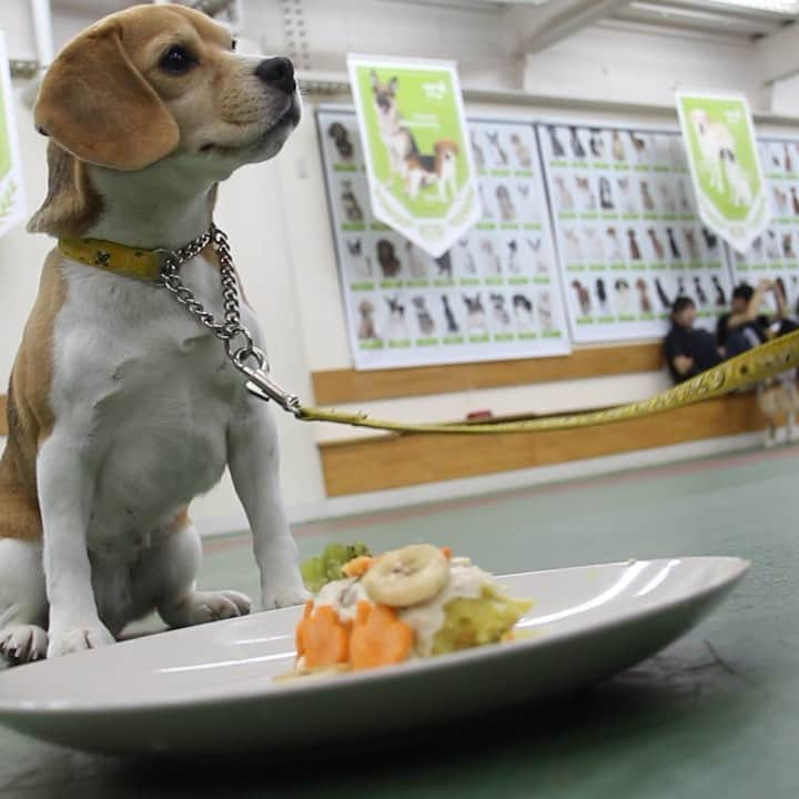 【公式】東京コミュニケーションアート専門学校ECOのインスタグラム