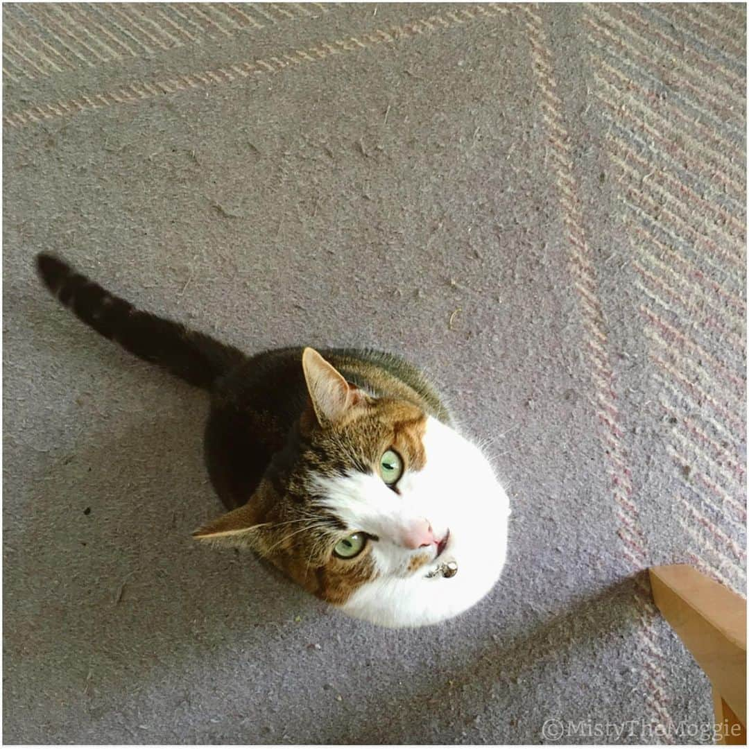 Misty The Moggieのインスタグラム：「Ahem, excuse me human... you have food!」