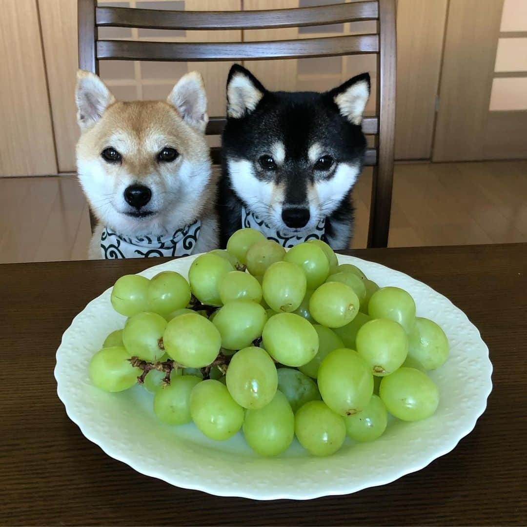 豆柴なつ&ふゆさんのインスタグラム写真 - (豆柴なつ&ふゆInstagram)「Muscat🍇😆💓 マスカットもらいました🍇😆💓 ️  #マスカット #muscat  #甘い #もらいもの #熊本産 #dogsofinstagram  #柴犬#shiba #shibainu #shibastagram #shibamania #sweet#豆柴#癒し #仲良し #pecoいぬ部#doglove #dogstagram #dogoftheday #かわいい#instashiba #🐕📷 #ふわもこ部#love#犬#シバフル#instacute #柴#proudshibas #cutepets」8月23日 20時53分 - mameshiba.natsuinu56