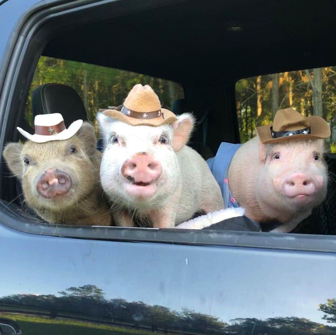 のインスタグラム：「Farmer Pop and I took Fred and Barney house hunting last night. If you didn’t know, these two cuties live on our rescue farm, @prissyandpops_helpinghooves. We are currently doing a t-shirt campaign to raise funds to build a new pig area for these two, Pop’s dad, and Posey and Pink’s half brother. This will include a new piggy house, because we want everyone to have a warm place to sleep this winter. You guys have been so generous, and we are getting so close to our goal. There are still two days remaining in the campaign if you haven’t participated and would like to help us lend a hoof to these guys. Click the link our bio to purchase a shirt and/or make a donation.🐷💙🏠 . Swipe right to see the design and shirt options that showcase us along with some of our farm friends. All proceeds go to the piggies and all donations are tax deductible. (We are a 501c3 rescue). Please be sure to follow @prissyandpops_helpinghooves, so you can see what they picked out when it arrives and keep up with all the shenanigans on the farm🐷💙 . For those of you who have already supported this campaign, our piggy hearts are full with all the love and support you shown for these guys. ThOINK you for supporting our dream! The direct link to shop is https://www.customink.com/fundraising/prissyandpops_helpinghooves. P.S. Pop had me drive last night, because he was too tired from sleeping in class yesterday.🐷🙈#prissyandpopshelpinghooves #rescuefarm #FredandBarney #PrissyandPop」