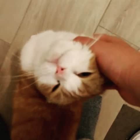 Nana _The Scottish Foldのインスタグラム：「More attention plz 🥰 시터님만 졸졸 voule le coccole . . . #고양이 #猫 #ねこ #スコ #cat #cats #catstagram #catsofinstagram #instagramcats #instacat #bestmeow #catoftheday #catsofworld #catsloversworld #catsofday #냥스타그램 #또앙 #귀여워 #냥이 #caturday #gatos #cats_of_instagram #ilovemycat #catselfie #kittensofinstagram #kittens #catsdaily #kucing #mao」