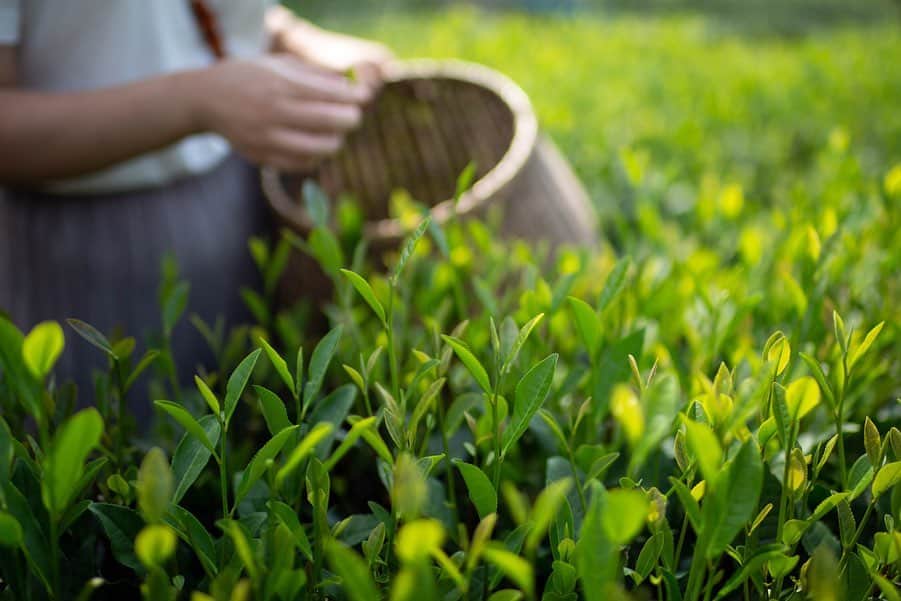 Naomiさんのインスタグラム写真 - (NaomiInstagram)「#杭州に出逢う  杭州のお茶といえば龍井茶。  今回の旅では、その龍井茶の産地、梅家塢の茶園を訪れ、茶摘み体験をさせてもらいました。  Ameba blogも更新しています。 https://ameblo.jp/nao1223o/ （プロフィールから飛べます）  @visit_hangzhou #杭州 #杭州旅行」8月23日 21時01分 - nao1223