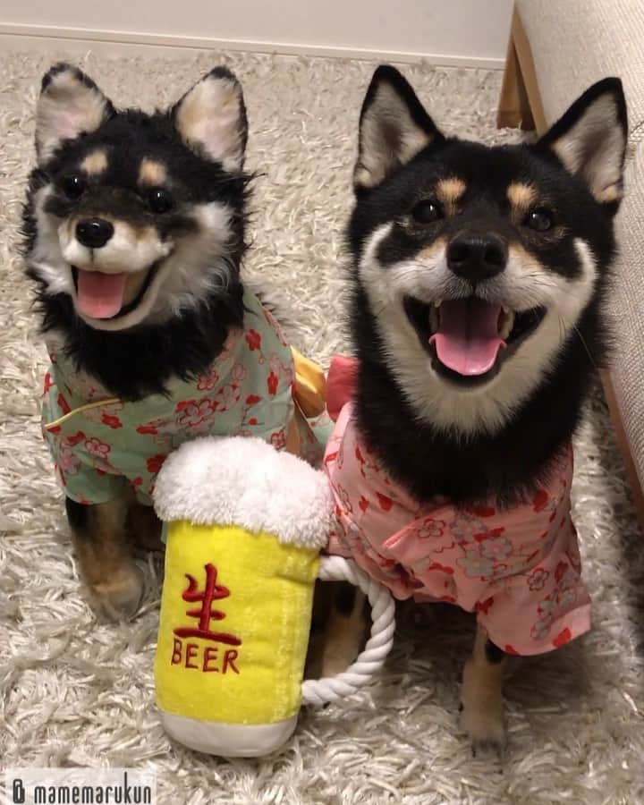 まめ丸のインスタグラム：「* * 【 金曜日の #居酒屋まめ丸 🐶🍺】 * 今週もおつかれさま❣️ 夏🏝だから、とくべつに ゆかた👘でおでむかえだよ🐶💓 * 【Taverna“MAMEMARU”🐶🍺】 TGIF🐶🍺💓 * #ちょっとおっきかったかな #双子くんはピチピチ #まめ丸双子店長 シリーズ * #柴犬#豆柴#柴#黒柴#犬#ふわもこ部#まめ丸双子疑惑#shiba#shibainu#shibastagram#shibadog#shibapuppy#puppy#instadog#dogstagram#dog#instashiba#petstagram#pet#cute#cutedog#강아지#멍스타그램#weeklyfluff#dailyfluff#まめスマイル」