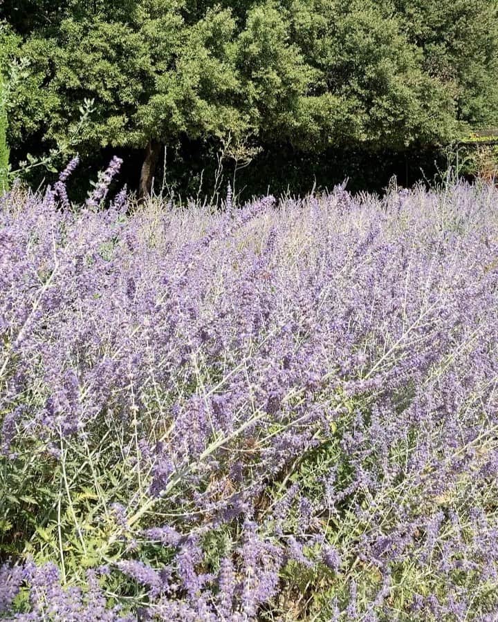 のインスタグラム：「Romantic summer 💜💜💜💜 #lavender #southoffrance #provence #provencefrance #gordes」