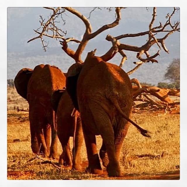 JO BAKERさんのインスタグラム写真 - (JO BAKERInstagram)「J U L I A N N E • H O U G H 🇺🇸 Kenyan conservation hues...on #juliannehough .....I am often inspired by nature and wildlife - but my heart feels heavy for these magnificent giants and their constant battle to co exist and survive.  I’m adding a link in profile to an organization @paulhiltonphoto brought to my attention. Paul Hilton is a conservation photojournalist with a focus on the manta and shark fin trade, palm oil, and wildlife crimes. . . .  so check him out and clink link in profile to support #elephantconservation !! I did.  This look... Rich vibrant dramatic warm earth tones / #keyna is something I must see in person one day but unti then... heres a little collage showing us how mesmerizing nature, #motherearth and elephants are in all there natural glory.  This “go fund me” is for the following.... In partnership with Wildlife Asia and Haka. Rampant poaching for ivory, poisoning, electrocution and human-wildlife conflict have decimated the Sumatran Elephant population in Indonesia. As few as 1000 are left in the wild. We cannot afford to lose any more of these gentle giants. Please help us create Elephant Patrols Units for the protection of Sumatran Elephants in the Leuser Ecosystem - we need to act before it's too late. No amount is too small. 🐘💔 #elephant #elephants #asianelephant #africanelephant  Tap for team credits... #jobakermakeupartist」8月23日 21時49分 - missjobaker