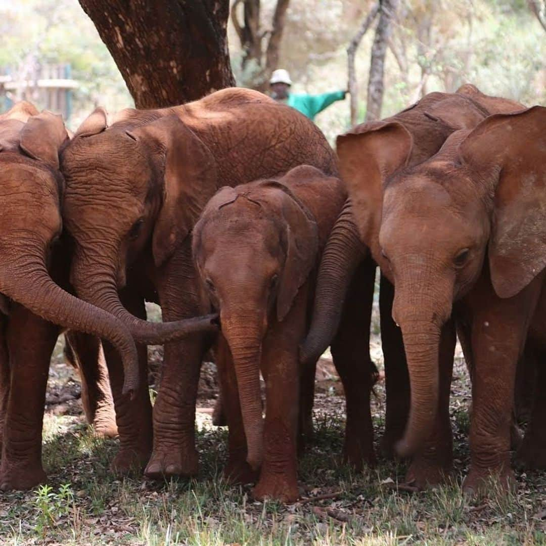 JO BAKERさんのインスタグラム写真 - (JO BAKERInstagram)「J U L I A N N E • H O U G H 🇺🇸 Kenyan conservation hues...on #juliannehough .....I am often inspired by nature and wildlife - but my heart feels heavy for these magnificent giants and their constant battle to co exist and survive.  I’m adding a link in profile to an organization @paulhiltonphoto brought to my attention. Paul Hilton is a conservation photojournalist with a focus on the manta and shark fin trade, palm oil, and wildlife crimes. . . .  so check him out and clink link in profile to support #elephantconservation !! I did.  This look... Rich vibrant dramatic warm earth tones / #keyna is something I must see in person one day but unti then... heres a little collage showing us how mesmerizing nature, #motherearth and elephants are in all there natural glory.  This “go fund me” is for the following.... In partnership with Wildlife Asia and Haka. Rampant poaching for ivory, poisoning, electrocution and human-wildlife conflict have decimated the Sumatran Elephant population in Indonesia. As few as 1000 are left in the wild. We cannot afford to lose any more of these gentle giants. Please help us create Elephant Patrols Units for the protection of Sumatran Elephants in the Leuser Ecosystem - we need to act before it's too late. No amount is too small. 🐘💔 #elephant #elephants #asianelephant #africanelephant  Tap for team credits... #jobakermakeupartist」8月23日 21時49分 - missjobaker