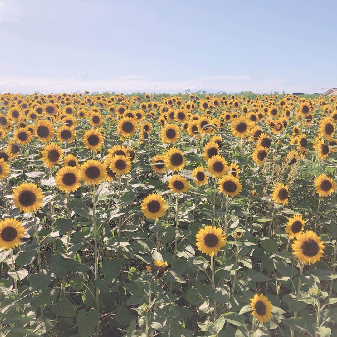 青木菜花のインスタグラム：「.﻿ .﻿ 向日葵の花言葉は﻿ "あなただけを見つめる"﻿ .﻿ .﻿ #向日葵畑 #花言葉 #あーかいぶう」