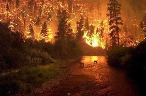 ヤオ・アイニンさんのインスタグラム写真 - (ヤオ・アイニンInstagram)「Pray for Amazonia 😢  雨林是大地之母 那麼多的生命長於其中 我們可以為它祈禱 並且關注檢視一切發生的源頭 這些都是真實正在發生的照片 不是電影動畫裡的未來⋯  願大火早日停息 雨林平靜休養生息⋯  #prayforamazonia」8月23日 21時52分 - ipipy20000