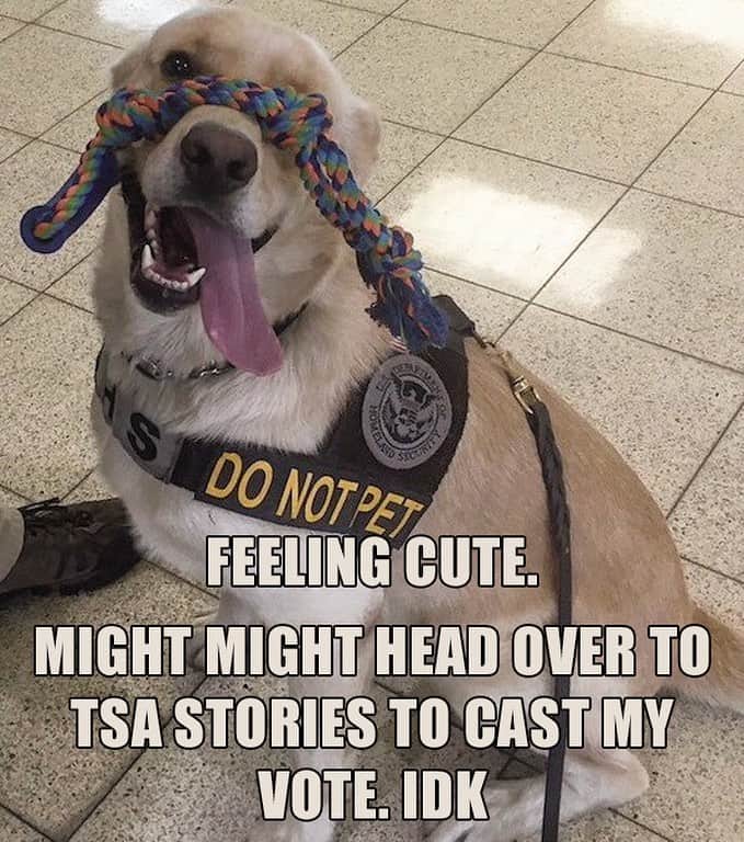アメリカ運輸保安局さんのインスタグラム写真 - (アメリカ運輸保安局Instagram)「CAST YOUR VOTE NOW! National Dog Day is next Monday! To celebrate we're asking for your vote on TSA's Cutest K9. We're featuring the four "top dog" finalists. Head over to our stories to vote for your favorite TSA explosives detection K-9 . The winner will be revealed on Monday for #NationalDogDay. ⠀⠀⠀⠀⠀⠀⠀⠀⠀⠀⠀⠀⠀⠀⠀⠀⠀⠀ Speaking of cute K-9s…meet Alex from Denver International Airport (DEN). He might have not made this year’s top four, but gosh doggit…I’m sure you all would agree that he would have been a top contender!  #TSAK9 #happytraveler #WorkingdogsofIG #dogsofinstagram #K9life #WorkingK9 #K9life #TravelLife」8月23日 22時24分 - tsa