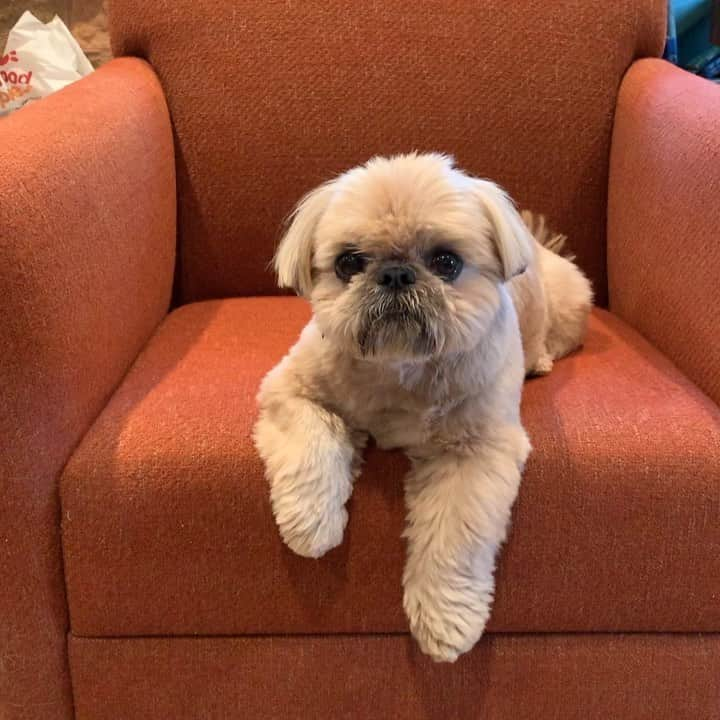 Dougie the Shih Tzuのインスタグラム