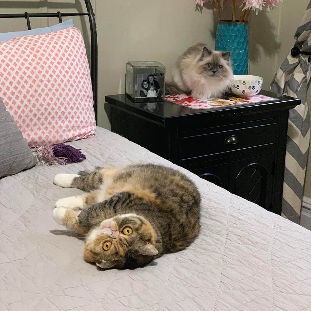 Tinaのインスタグラム：「Confuzzled 🤪」