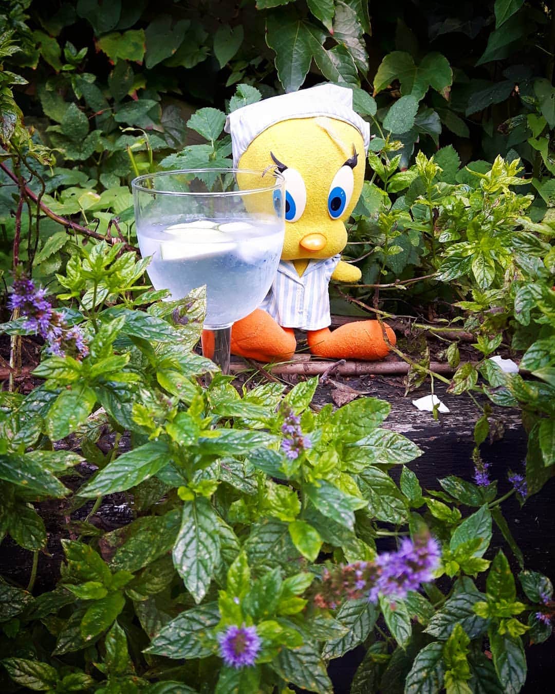 Little Yellow Birdさんのインスタグラム写真 - (Little Yellow BirdInstagram)「And there it is, the weekend! A gin & tonic, beautiful weather, what else could a bird possibly need...? #littleyellowbird #tweety #tweetykweelapis #adventures #yellow #bird #weekend #friday #tgif #drinks #happyhour #cheers #proost #ginoclock #gintonic #fun #sun #garden #summer #august #stuffedanimalsofinstagram #plushiesofinstagram」8月23日 22時41分 - tweetykweelapis