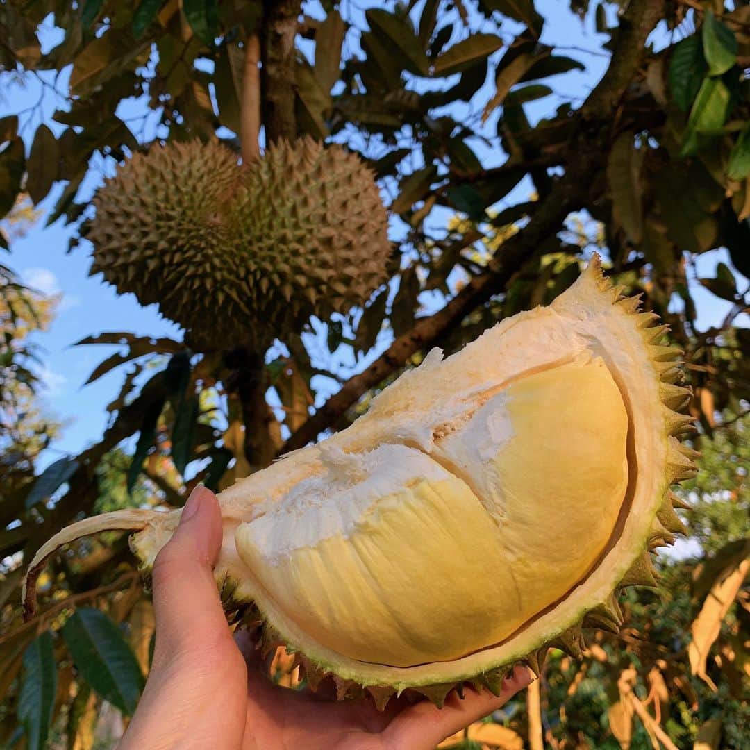 Amata Chittaseneeさんのインスタグラム写真 - (Amata ChittaseneeInstagram)「Durian, King of fruits- love it or hate it? #pearypieamazingthailand  ใครชอบกินสายพันธุ์ไหน โปรดแชร์ประสบการณ์」8月23日 22時42分 - pearypie
