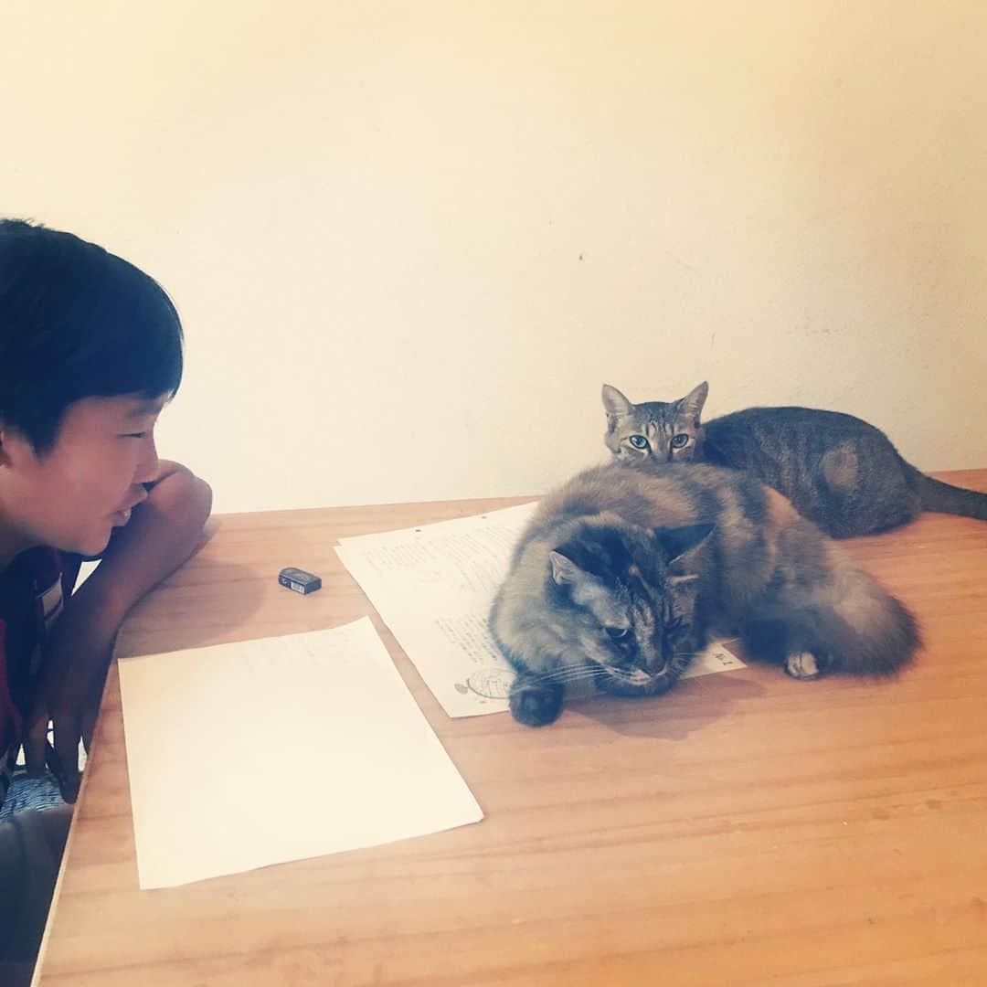 makicocomoのインスタグラム：「“We try to help you” ・ 今年も恒例の、夏休みの宿題追い込み。 今年もネコの手貸してくれてます。 頼みますよー。  宿題進まないの、モモトコのせいにできるね。」