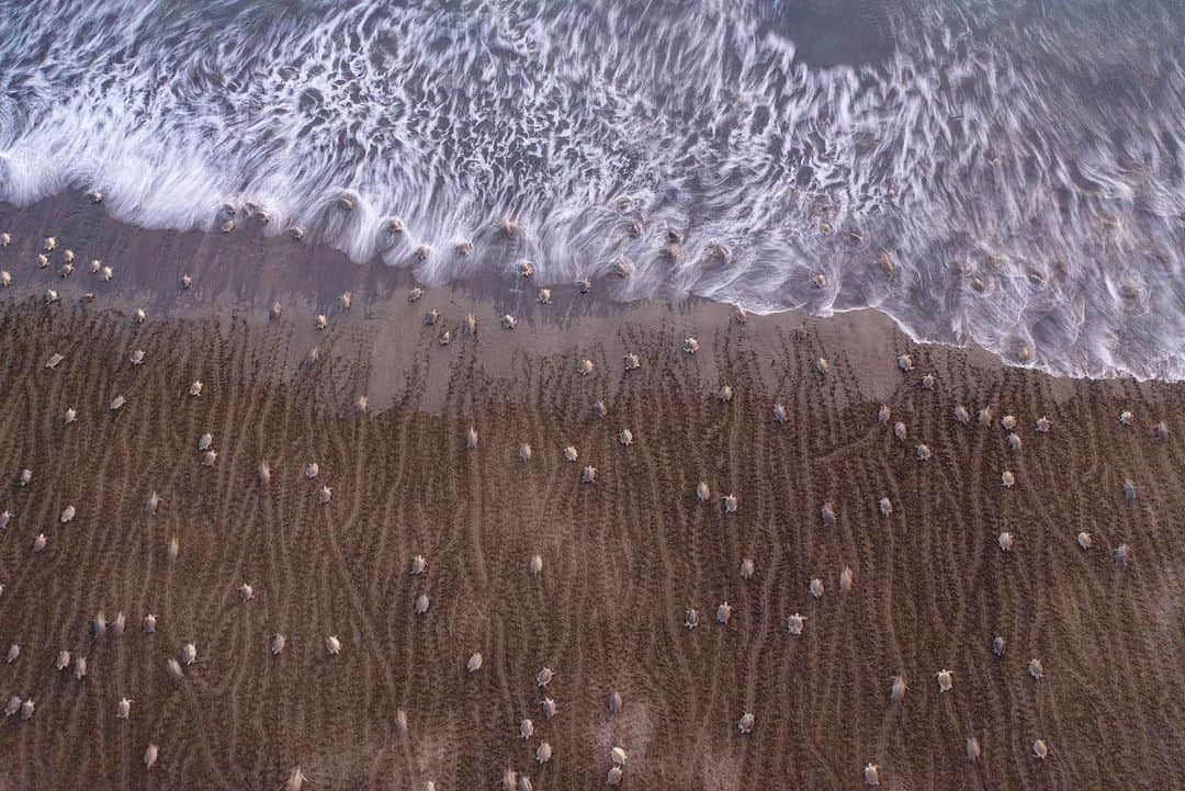 Thomas Peschakさんのインスタグラム写真 - (Thomas PeschakInstagram)「Over just a few days hundreds of thousand Olive ridley sea turtles crawl up the beaches of Ostional -Costa Rica in a synchronized mass nesting event called a Arribada. Seeing this phenomenon for the first time from an aerial perspective left me speechless. What at first looks like finger length turtle hatchlings,are in fact 100 pound adults tattooing the beach with their distinctive bulldozer like tracts. Shot on assignment for @NatGeo working with @craigwelch @filipe_deandrade @ottowhitehead #costarica #seaturtles #turtles #ostional #fromabove」8月23日 22時55分 - thomaspeschak