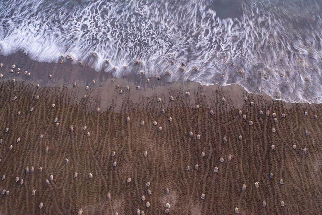 Thomas Peschakのインスタグラム：「Over just a few days hundreds of thousand Olive ridley sea turtles crawl up the beaches of Ostional -Costa Rica in a synchronized mass nesting event called a Arribada. Seeing this phenomenon for the first time from an aerial perspective left me speechless. What at first looks like finger length turtle hatchlings,are in fact 100 pound adults tattooing the beach with their distinctive bulldozer like tracts. Shot on assignment for @NatGeo working with @craigwelch @filipe_deandrade @ottowhitehead #costarica #seaturtles #turtles #ostional #fromabove」