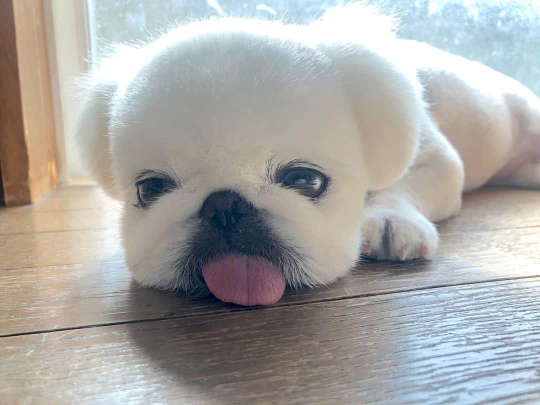 こなつのインスタグラム：「今日も一日お疲れさまでした💓 週末楽しんでにーず🐶🐻🐼🐷⭐︎」