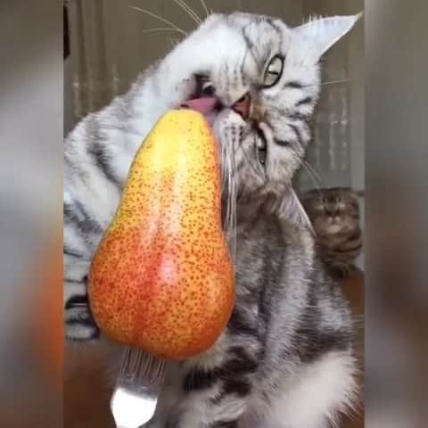 CatStockerのインスタグラム：「Hello! #catstocker is here!  Follow our FURRriend @cat_triad  Scroll right for more pictures 👉 . . . . . . #cat #neko #catstockervideo #chat #котка #kotek #kot #кіт #mače #кошка #кот #katze #gato #gatto #kissa #子猫 #猫 #고양이 #貓 #kedi #köttur #kissanpentu #חתול #кішка #子猫 #kittens #小猫 #kätzchen #котята」