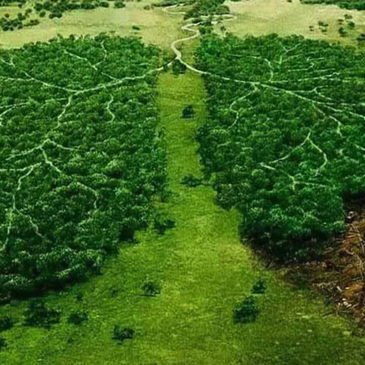 フー・ビンのインスタグラム：「The Amazon rainforest generates 20% of total oxygen on earth which is vital to the survivability of 7.7 billion people and 10% of animal species on our planet. The fire has made these animals homeless and endangered and the situation is getting worse. Ashes and fumes are gathering which stops the atmosphere from proper precipitation, temperature of the land is rising. Cities nearby has been shrouded with darkness during the day. The greenest place on earth has become a flaming iron board. The chain reaction to all kinds of negative impact is inevitable, if no one starts taking action.  #amazonfires #amazon #rainforest #wildlife #nature #deforestation」