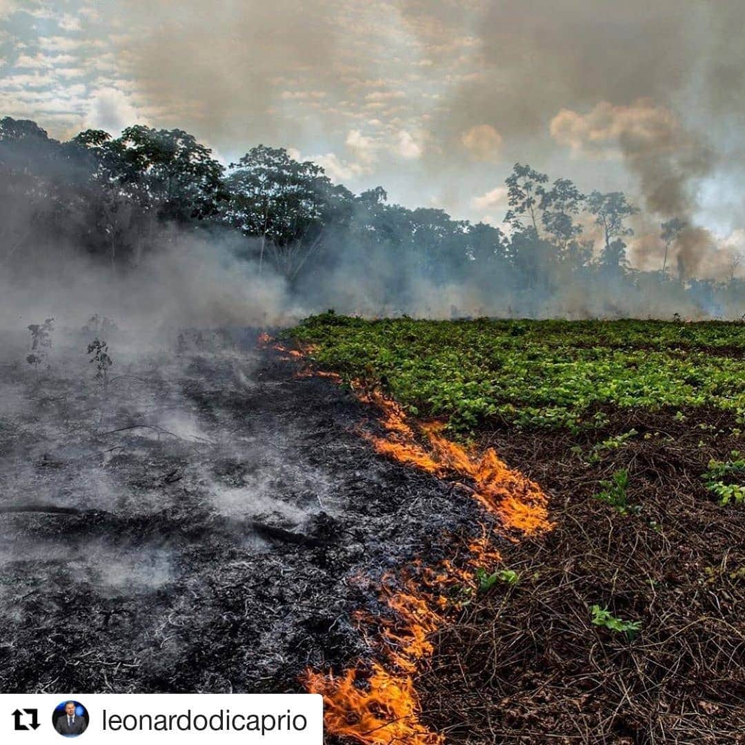 キャサリンハムネットのインスタグラム：「#Repost @leonardodicaprio (@get_repost) ・・・ #Regram #RG @rainforestalliance:  The lungs of the Earth are in flames. 🔥 The Brazilian Amazon—home to 1 million Indigenous people and 3 million species—has been burning for more than two weeks straight. There have been 74,000 fires in the Brazilian Amazon since the beginning of this year—a staggering 84% increase over the same period last year (National Institute for Space Research, Brazil). Scientists and conservationists attribute the accelerating deforestation to President Jair Bolsonaro, who issued an open invitation to loggers and farmers to clear the land after taking office in January.⁣ ⁣ The largest rainforest in the world is a critical piece of the global climate solution. Without the Amazon, we cannot keep the Earth’s warming in check. ⁣ ⁣ The Amazon needs more than our prayers. So what can YOU do?⁣ ⁣ ✔ As an emergency response, donate to frontline Amazon groups working to defend the forest. ⁣ ✔ Consider becoming a regular supporter of the Rainforest Alliance’s community forestry initiatives across the world’s most vulnerable tropical forests, including the Amazon; this approach is by far the most effective defense against deforestation and natural forest fires, but it requires deep, long-term collaboration between the communities and the public and private sectors. Link in bio.⁣ ✔ Stay on top of this story and keep sharing posts, tagging news agencies and influencers. ⁣ ✔ Be a conscious consumer, taking care to support companies committed to responsible supply chains.⁣ Eliminate or reduce consumption of beef; cattle ranching is one of the primary drivers of Amazon deforestation. ✔ When election time comes, VOTE for leaders who understand the urgency of our climate crisis and are willing to take bold action—including strong governance and forward-thinking policy.⁣ ⁣ #RainforestAlliance #SaveTheAmazon #PrayForAmazonia #AmazonRainforest #ActOnClimate #ForestsResist #ClimateCrisis 📸: @mohsinkazmitakespictures / Windy.com #SAVETHERAINFOREST」
