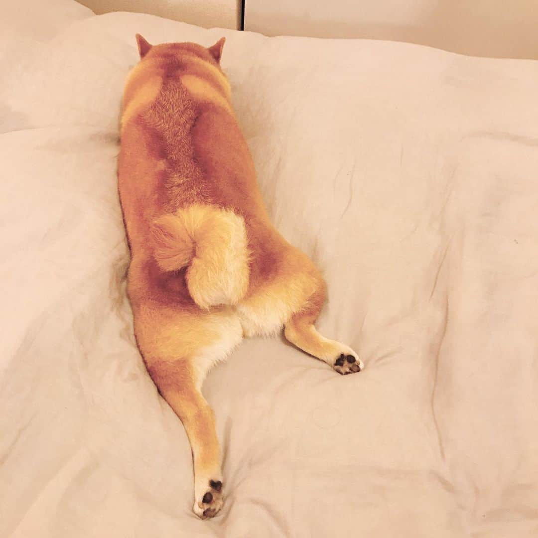 マル子のインスタグラム：「こういうのたまらん❤️ #マル子  #柴犬  #shiba」