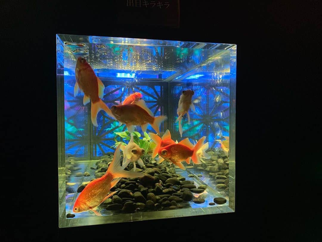 木村カエラさんのインスタグラム写真 - (木村カエラInstagram)「アートアクアリウム2019  金魚1万匹！！！ #アートアクアリウム2019  #日本橋」8月24日 0時28分 - kaela_official