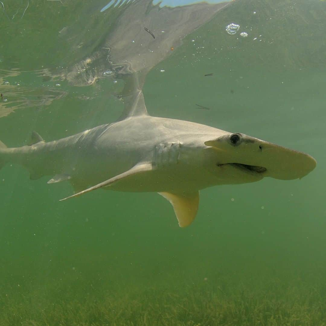 アニマルプラネットさんのインスタグラム写真 - (アニマルプラネットInstagram)「This bonnethead shark looks like it's saying "u ok?" These hammerhead cousins have rounded heads and are nonaggressive! . . . . . . . #animalplanetupclose #animalsofinstagram #animalplanet #animaloftheday #wild #wildlife #outdoors #animals #wildanimals #conservation #nature #animallovers #instanature #wildgeography #shark」8月24日 1時00分 - animalplanet