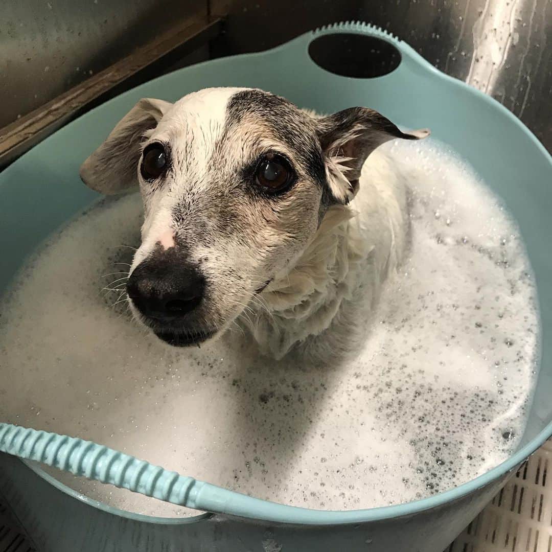 Dogs by Ginaのインスタグラム：「Logan relaxing in the senior tub salt soak. Dead Sea Mineral remedies yeast, arthritis, & joint pain. 🖤🐾 #napavalley #napadog #napadogs #dogsofnapavalley #dogsofnapa」
