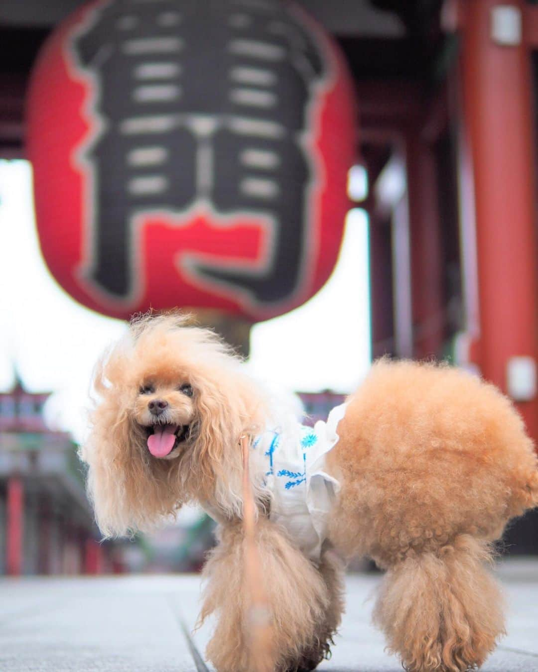 Toypoodle Mikuru?Asakusa Tokyoのインスタグラム