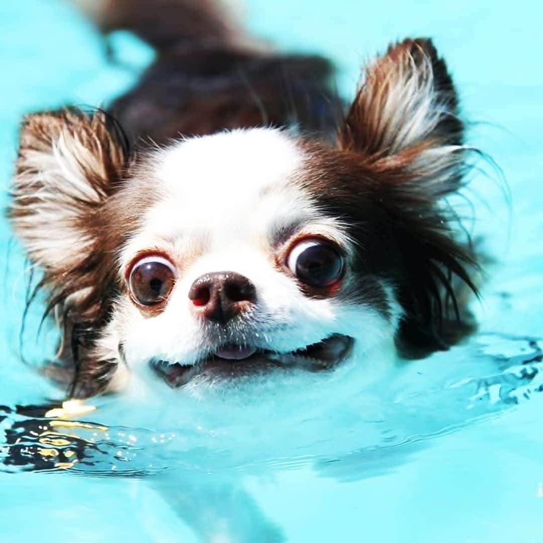 犬小屋??さんのインスタグラム写真 - (犬小屋??Instagram)「せれびん7歳の夏休み 2枚目もみてね😊 #せれすたぐらむ  #ちわわ  #犬小屋 #チワワ  #canon #swimdog  #想い出 #プール #チワワlove  #chihuahua  #dogstagram」8月24日 11時30分 - tiwa1109